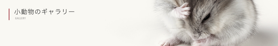 小動物のギャラリー